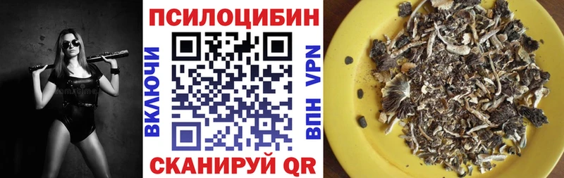Псилоцибиновые грибы GOLDEN TEACHER  где найти наркотики  Жиздра 